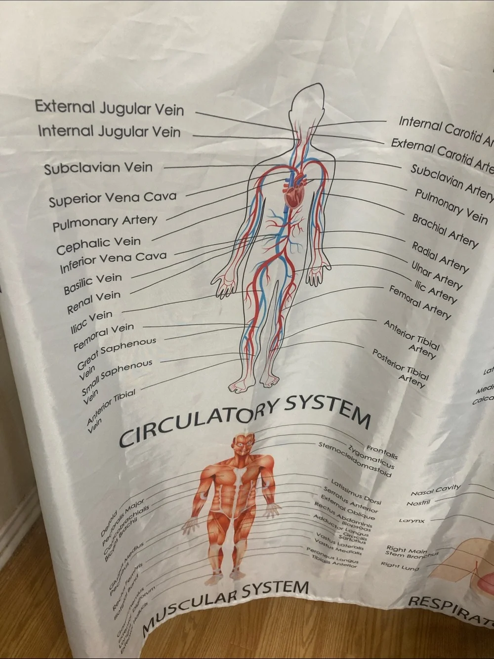 Human Body Systems Anatomy Shower Curtain